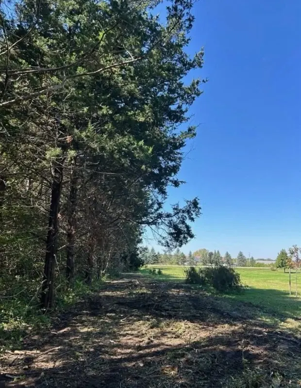 Mown ground along an evergreen tree line