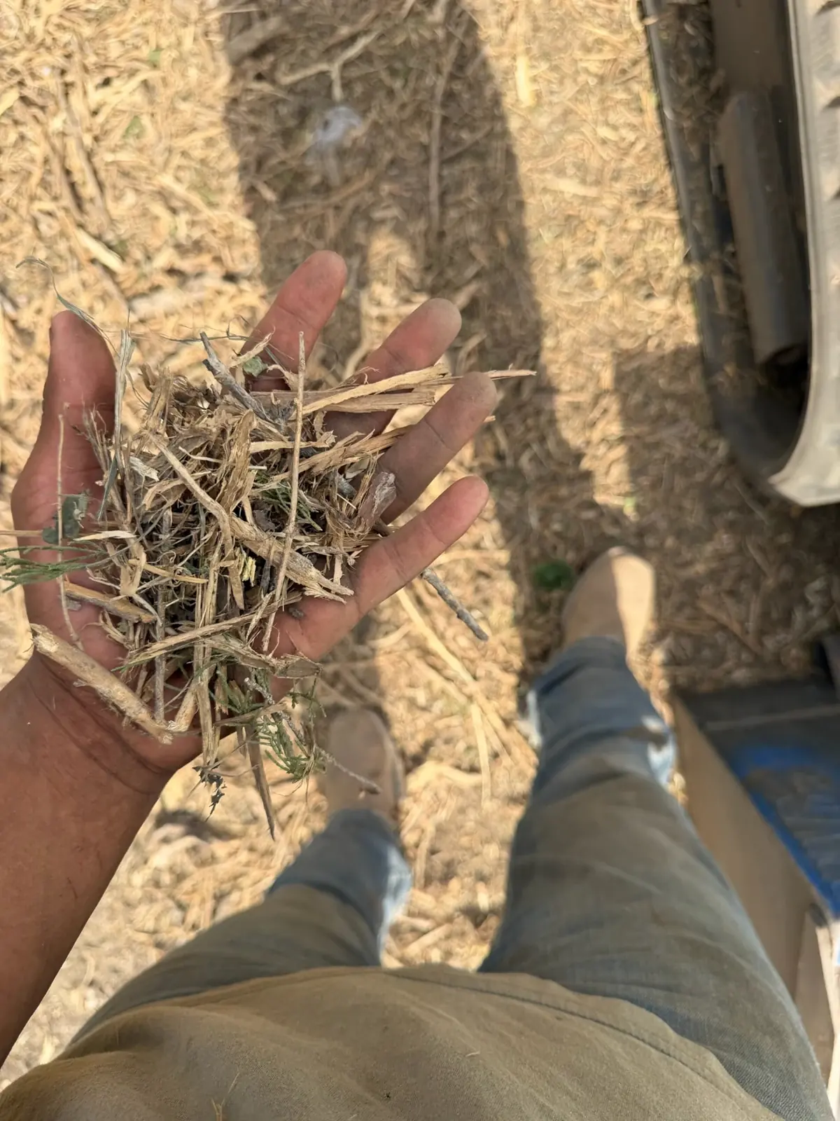 Hand holding freshly ground wood mulch on a cleared property